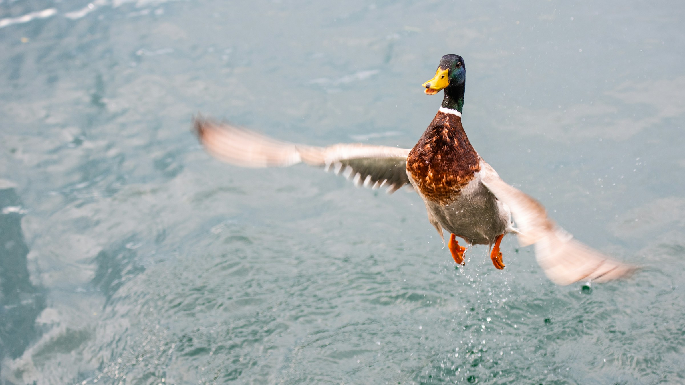 White and brown duck launching from water during day time